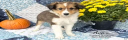 Shetland Sheepdog dogs for sale: Ava - Ad 1