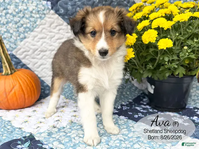 Shetland Sheepdog dogs for sale: Ava - Ad 1