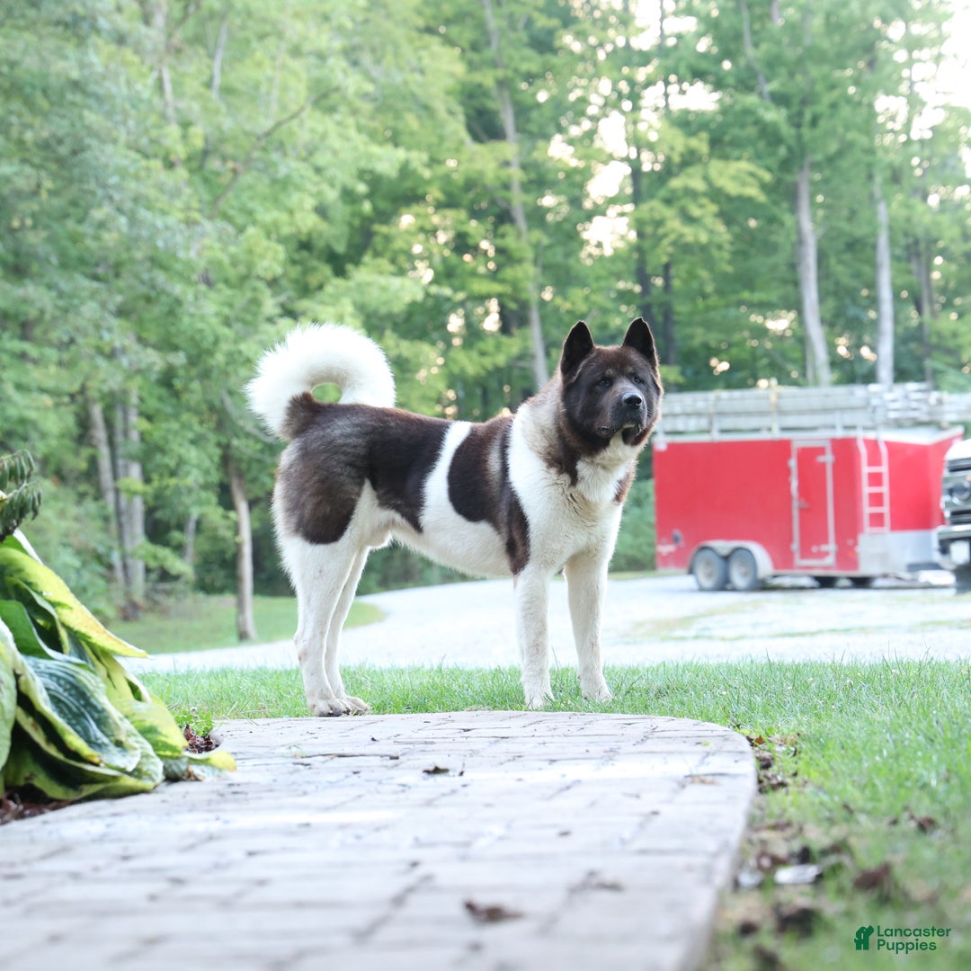 Akita dogs for sale: Trevor - Ad 47