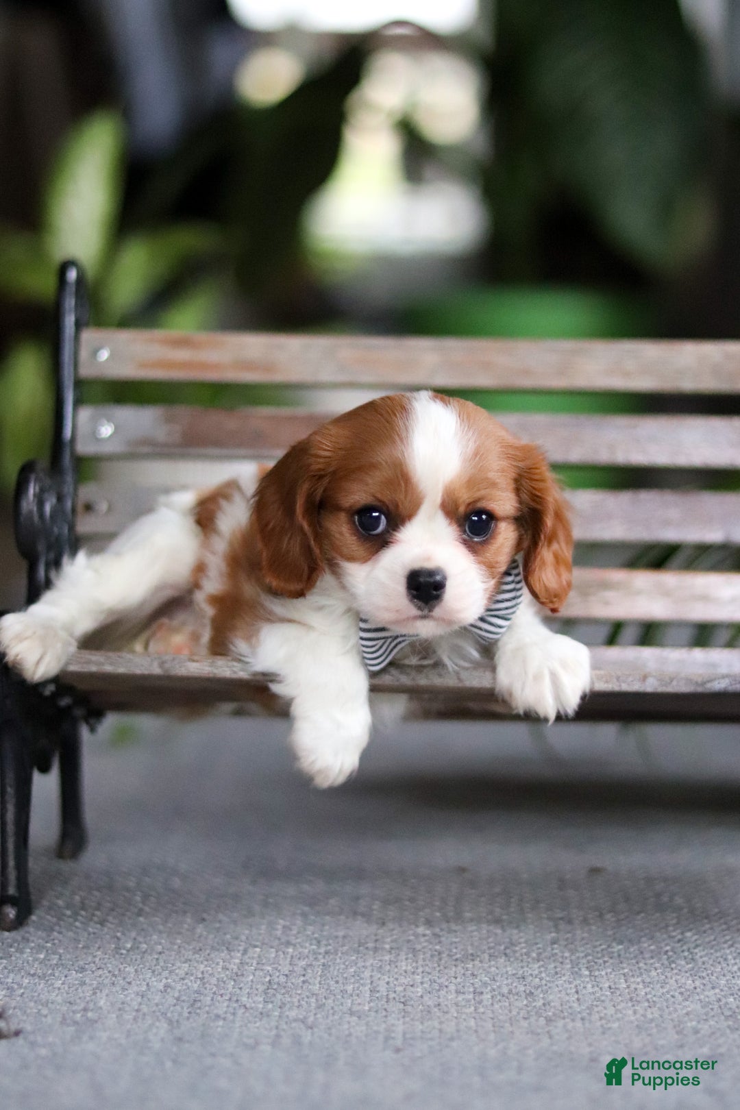 Cavalier King Charles Spaniel dogs for sale: Asher - Ad 6