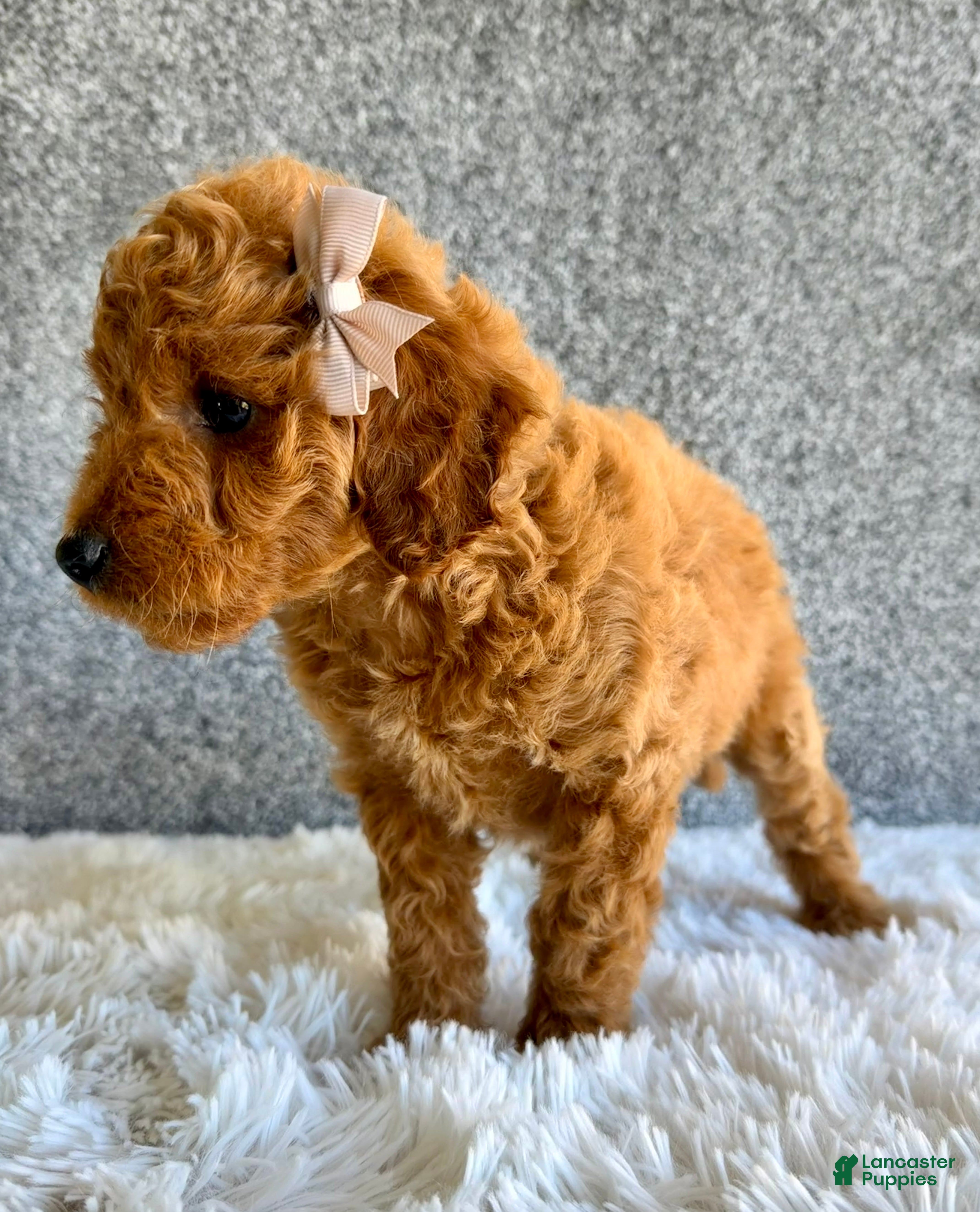 Mini Goldendoodle dogs for sale: Shiloh - Ad 3