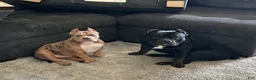American Bully dogs for sale: American Bully 3 - Ad 4