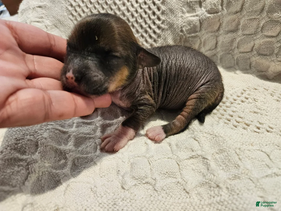 Mixed Breed dogs for sale: Dumping  - Ad 2