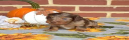 Miniature Dachshund dogs for sale: Truffle - Ad 6
