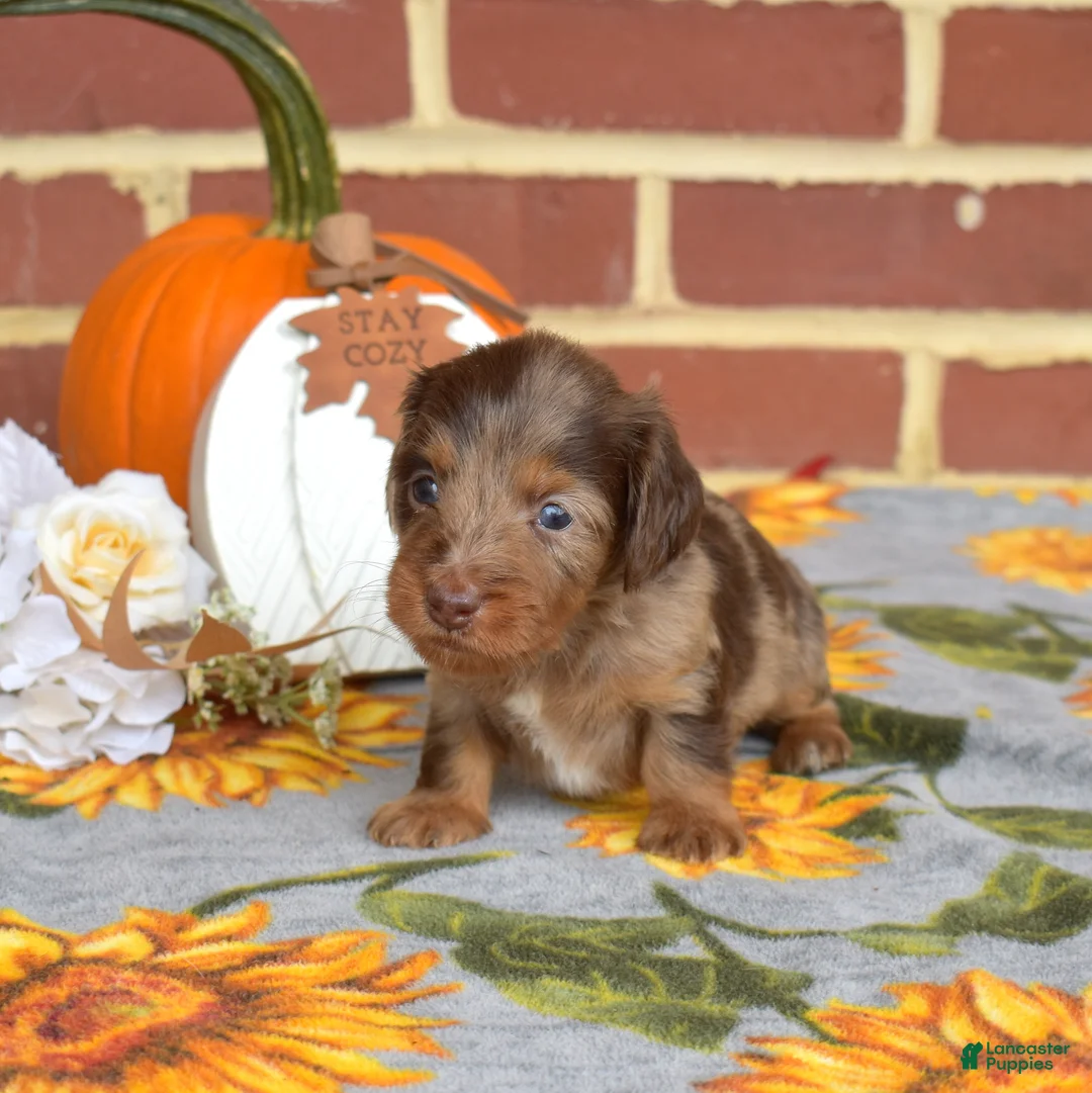 Miniature Dachshund dogs for sale: Truffle - Ad 6