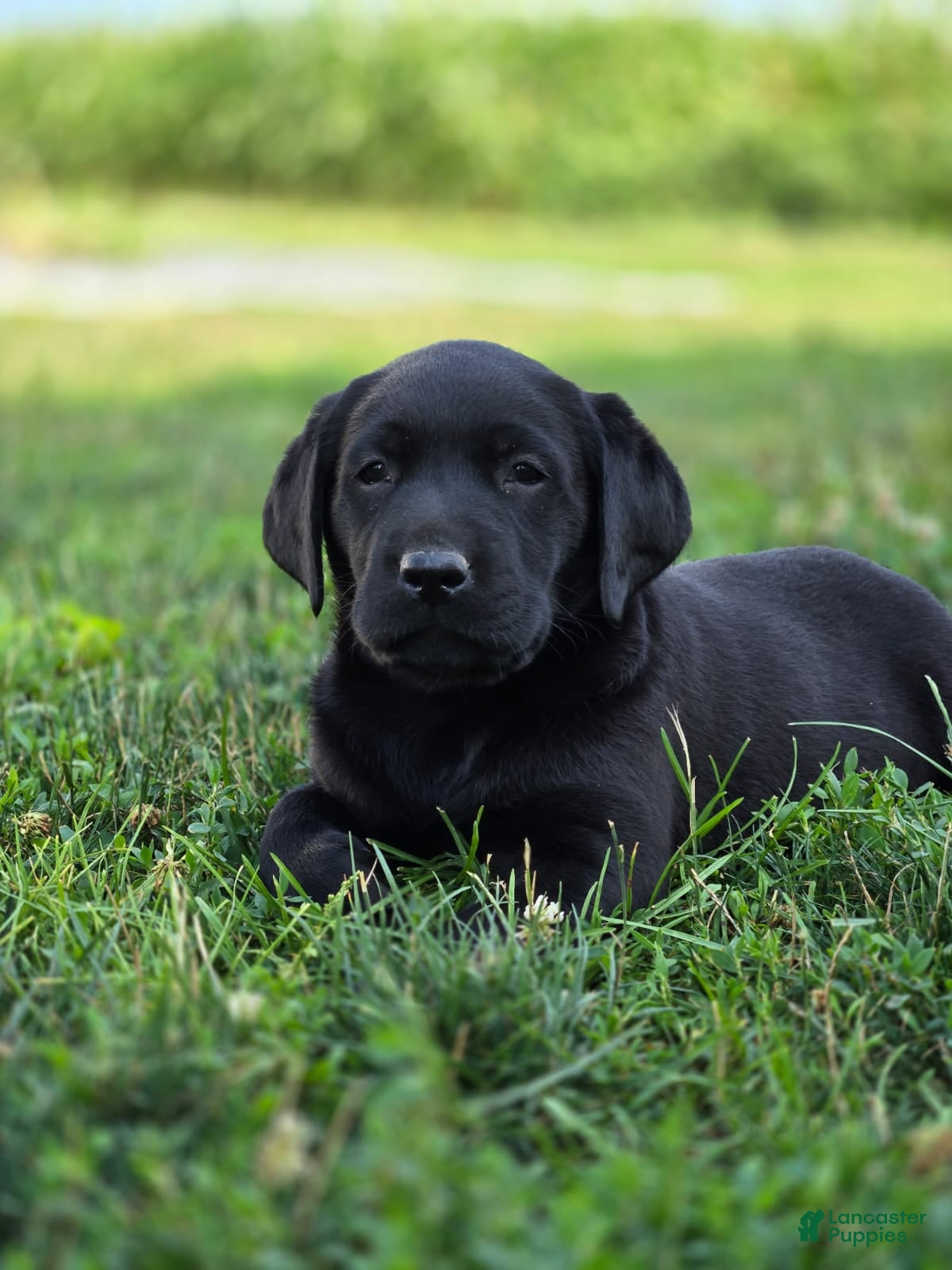 Labrador Retriever dogs Daisy - Ad 1