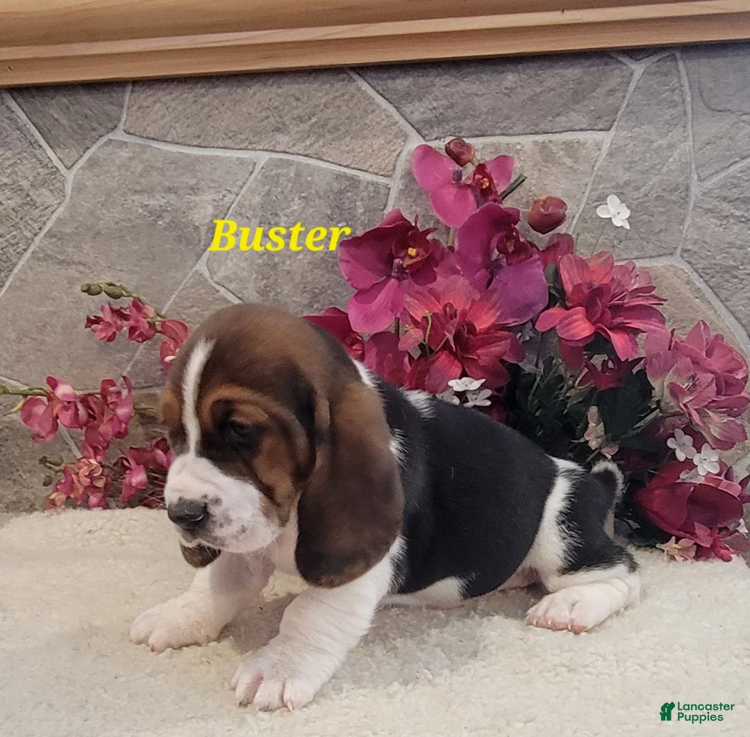 Basset Hound dogs for sale: Buster - Ad 4
