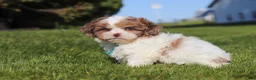 Shihpoo dogs for sale: Thomas - Ad 3
