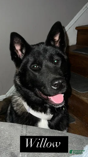 Gallery Image {{count}}