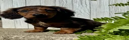Miniature Dachshund dogs for sale: Jasmine - Ad 5