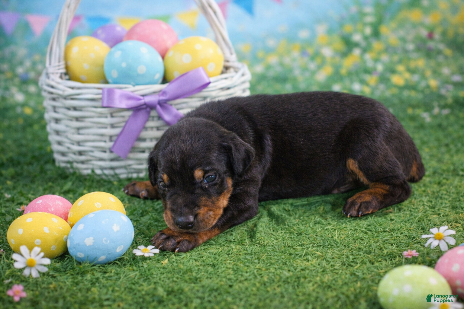 Doberman Pinscher dogs Sage - Ad 9