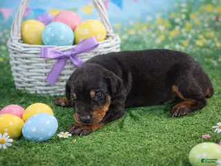 Doberman Pinscher dogs Sage - Ad 9