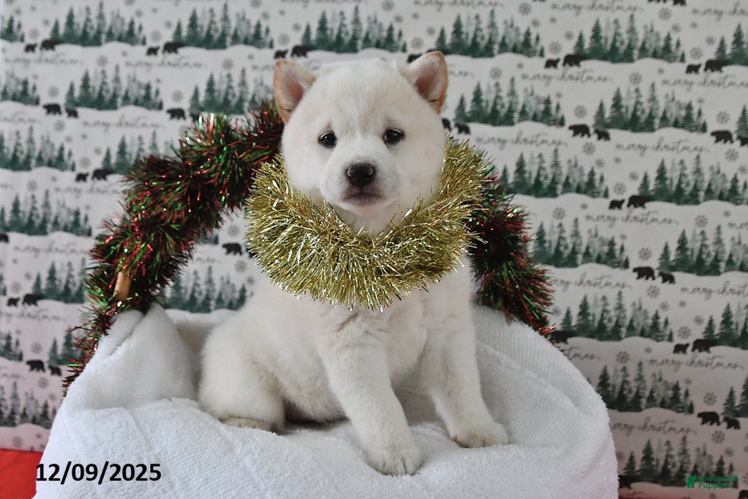 Shiba Inu dogs for sale: Beauty - Ad 1