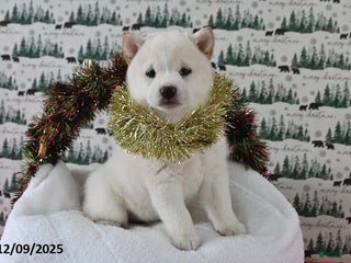 Shiba Inu dogs Beauty - Ad 17