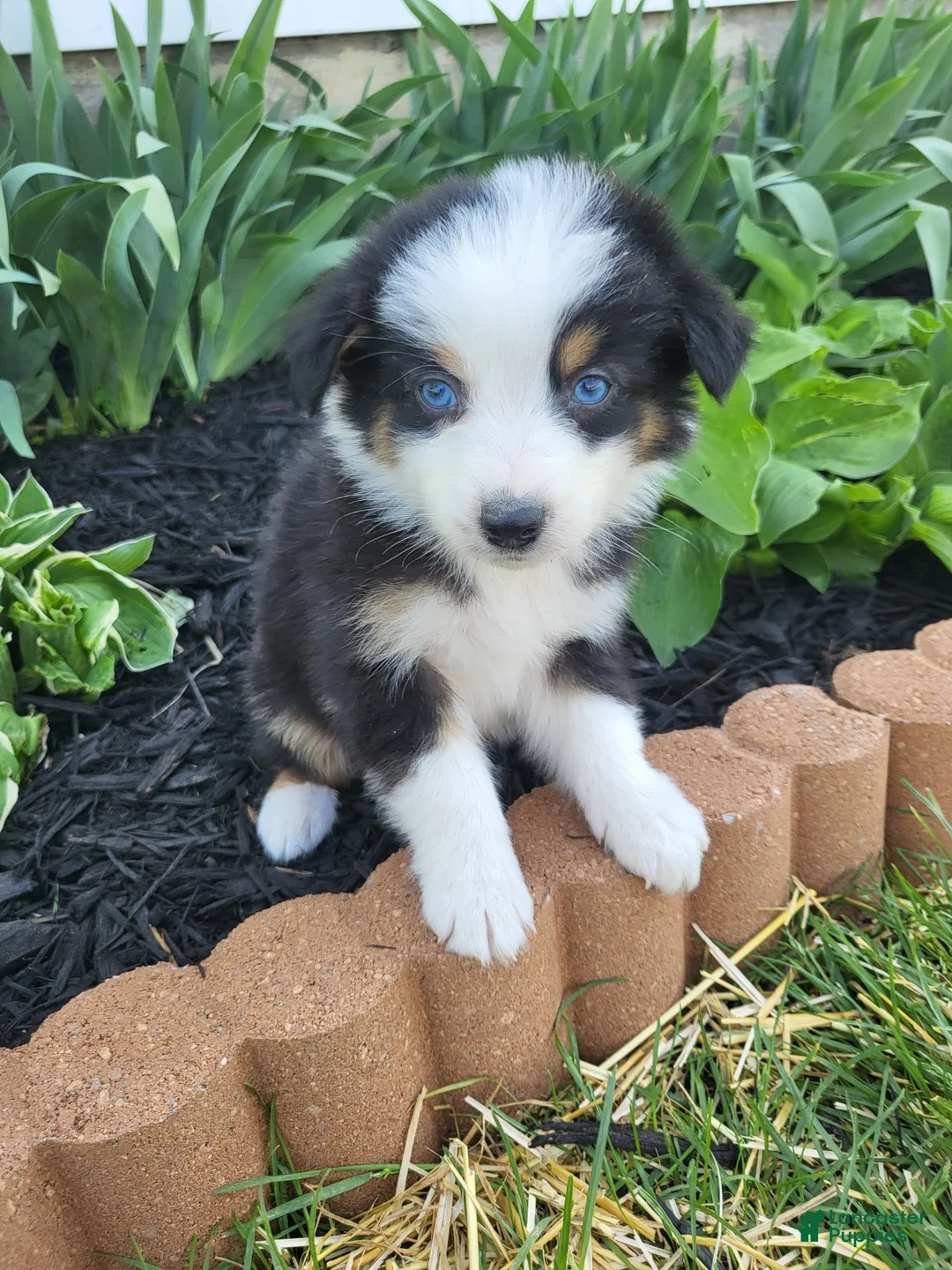 Australian Shepherd dogs for sale: Australian Shepherd Puppy 4 - Ad 3