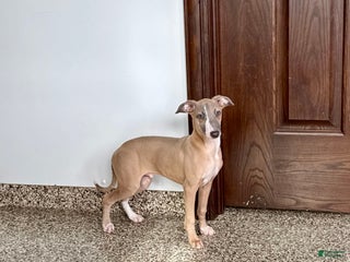 Italian Greyhound dogs Derek - Ad 23