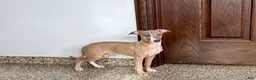 Italian Greyhound dogs for sale: Derek - Ad 1