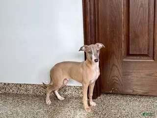 Italian Greyhound dogs Derek - Ad 12