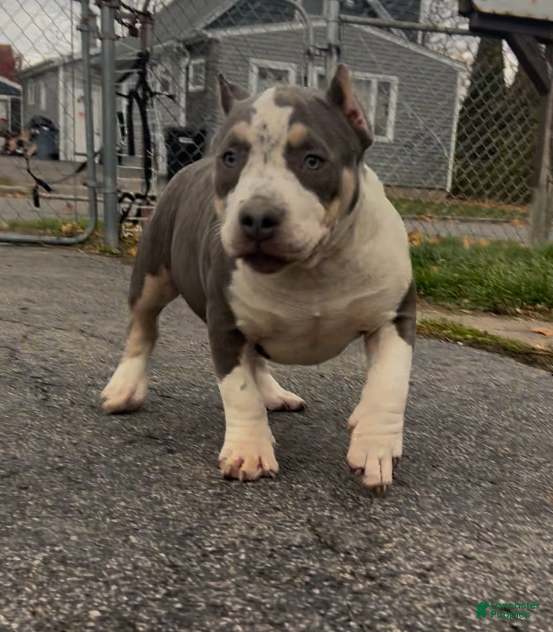 American Bully dogs American Bully Female - Ad 6