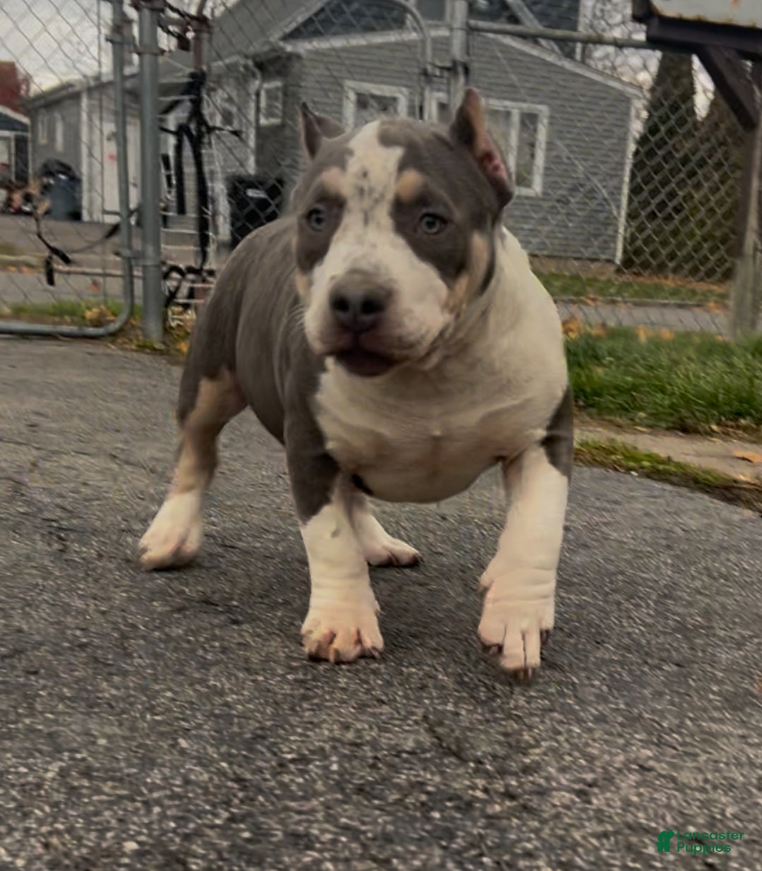 American Bully dogs for sale: American Bully Female - Ad 1