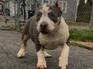 American Bully dogs American Bully Female - Ad 36