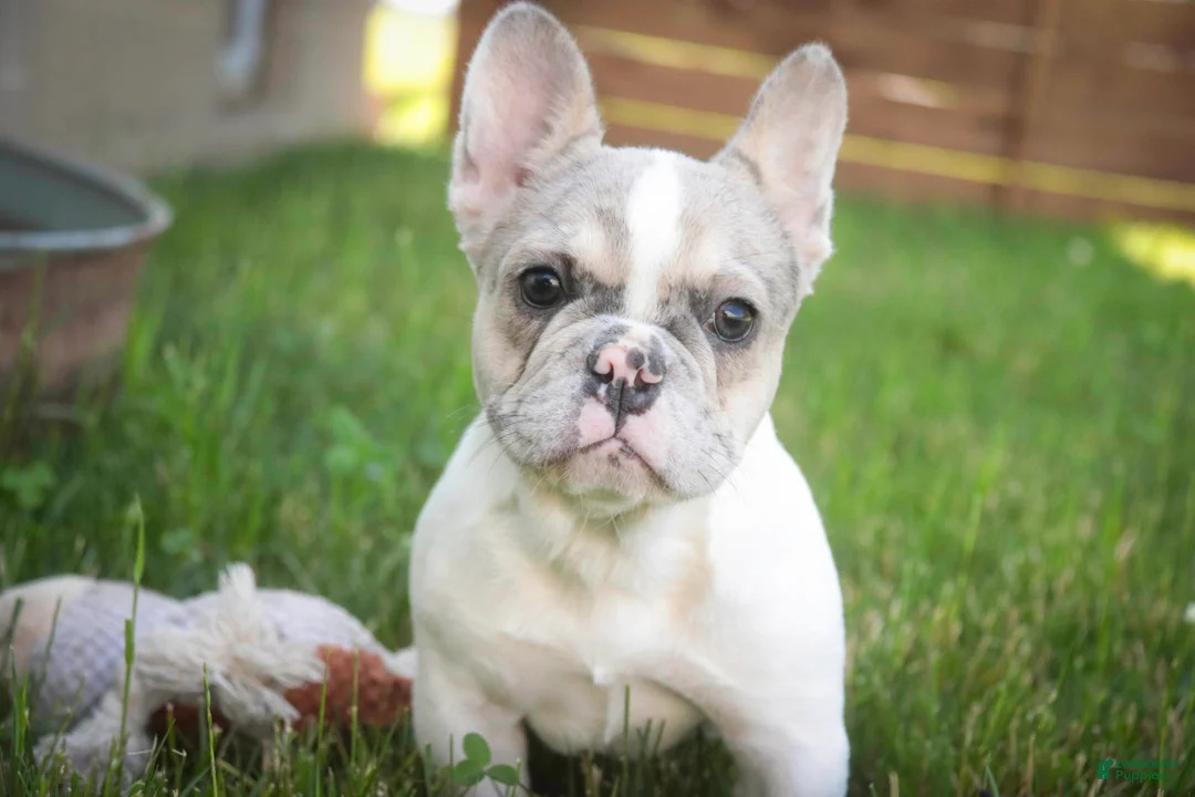 French Bulldog dogs for sale: Juliet - Ad 2