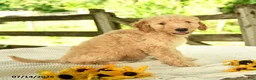Mini Goldendoodle dogs for sale: Troy - Ad 10