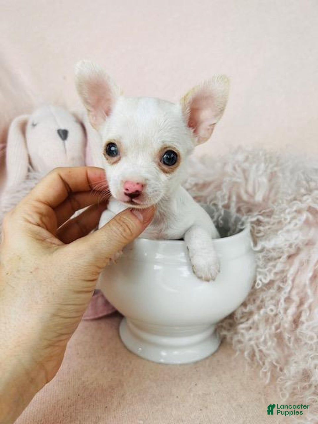 Chihuahua dogs for sale: Chihuahua Puppy 3 - Ad 2