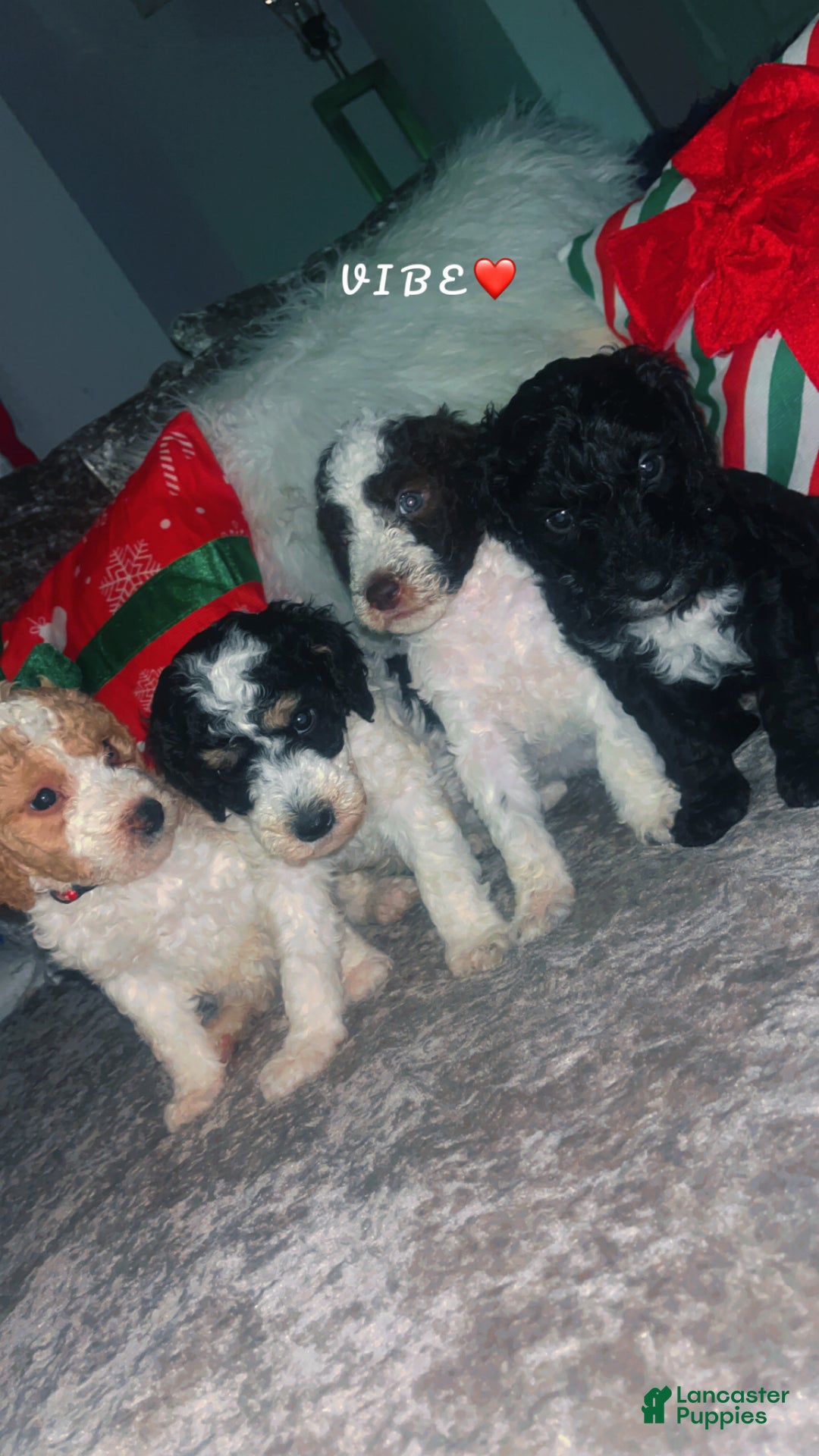 Mini Bernedoodle dogs for sale: Mini Bernedoodle Puppy 5 - Ad 1