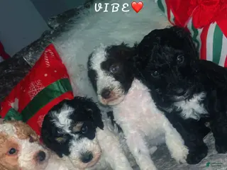 Mini Bernedoodle dogs Mini Bernedoodle Puppy 5 - Ad 15