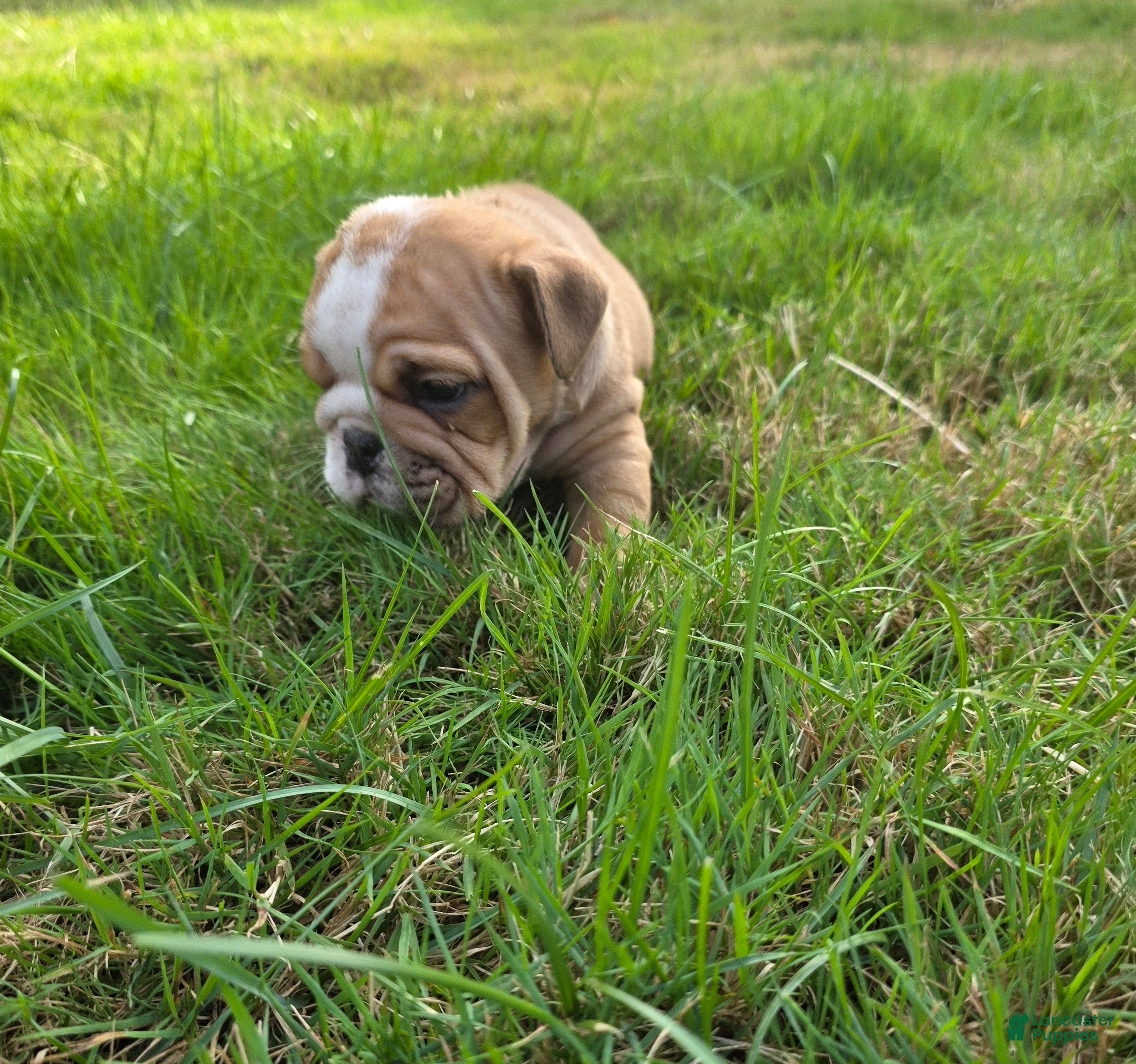 English Bulldog dogs Diesel  - Ad 2