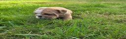 English Bulldog dogs for sale: Diesel  - Ad 2