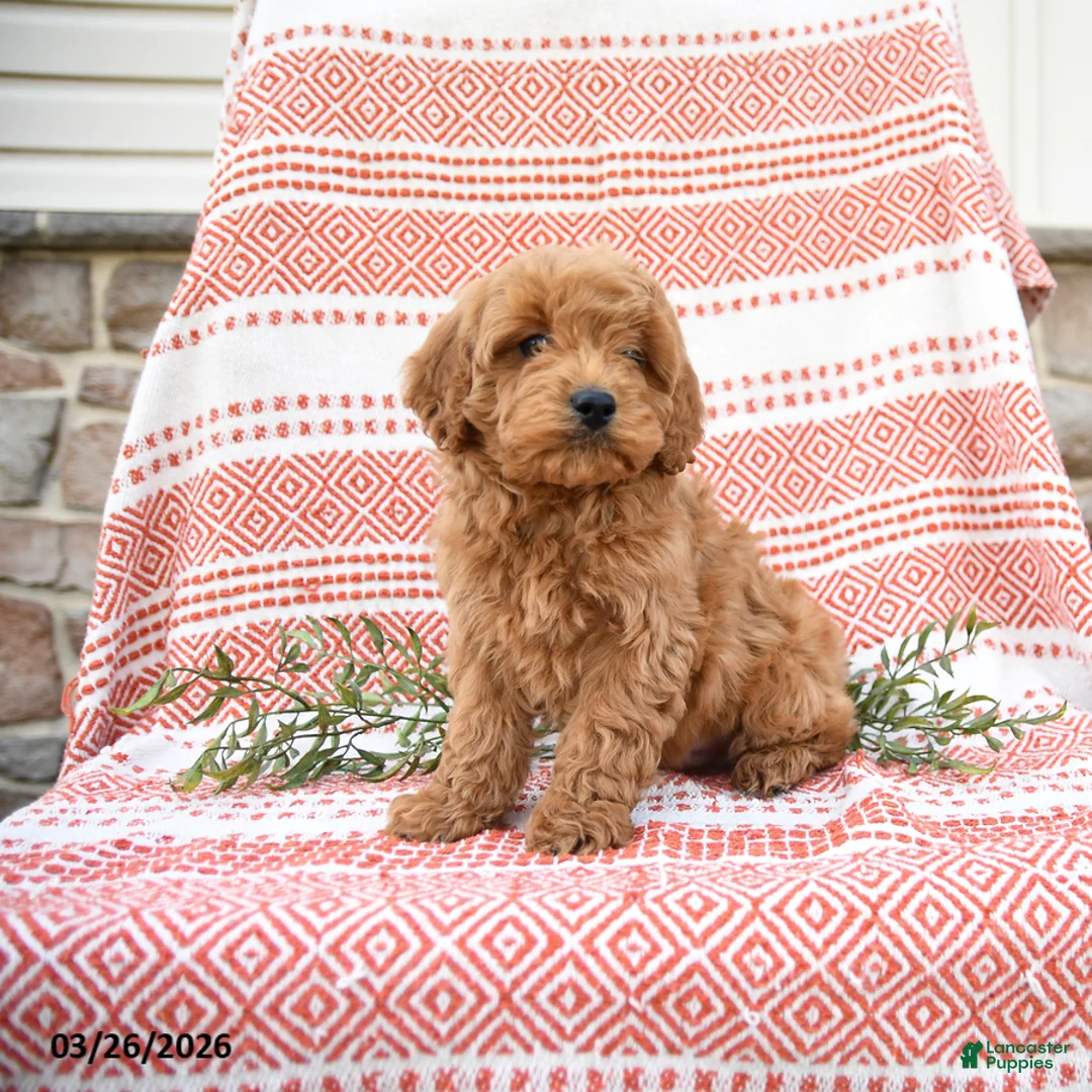 Cockapoo dogs for sale: Bart - Ad 3
