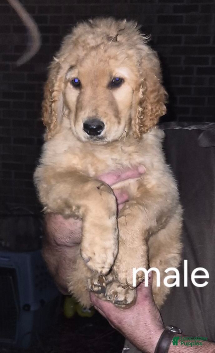 Golden Retriever dogs Boy 1 - Ad 8