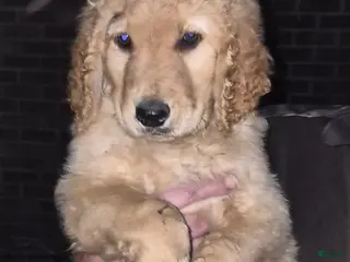 Golden Retriever dogs Boy 1 - Ad 8