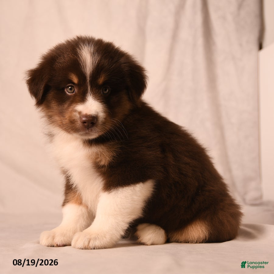 Miniature Australian Shepherd dogs Peaches - Ad 1