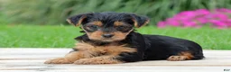 Yorkshire Terrier dogs for sale: Zoe - Ad 3