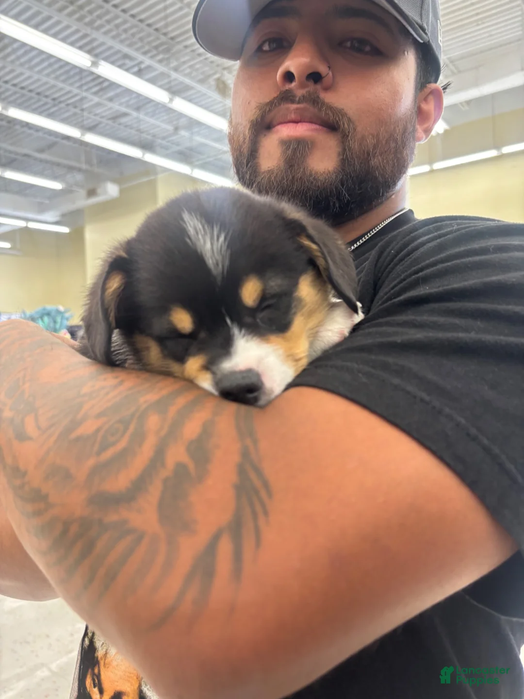 Welsh Corgi Pembroke dogs for sale: Welsh Corgi Pembroke 1 - Ad 2