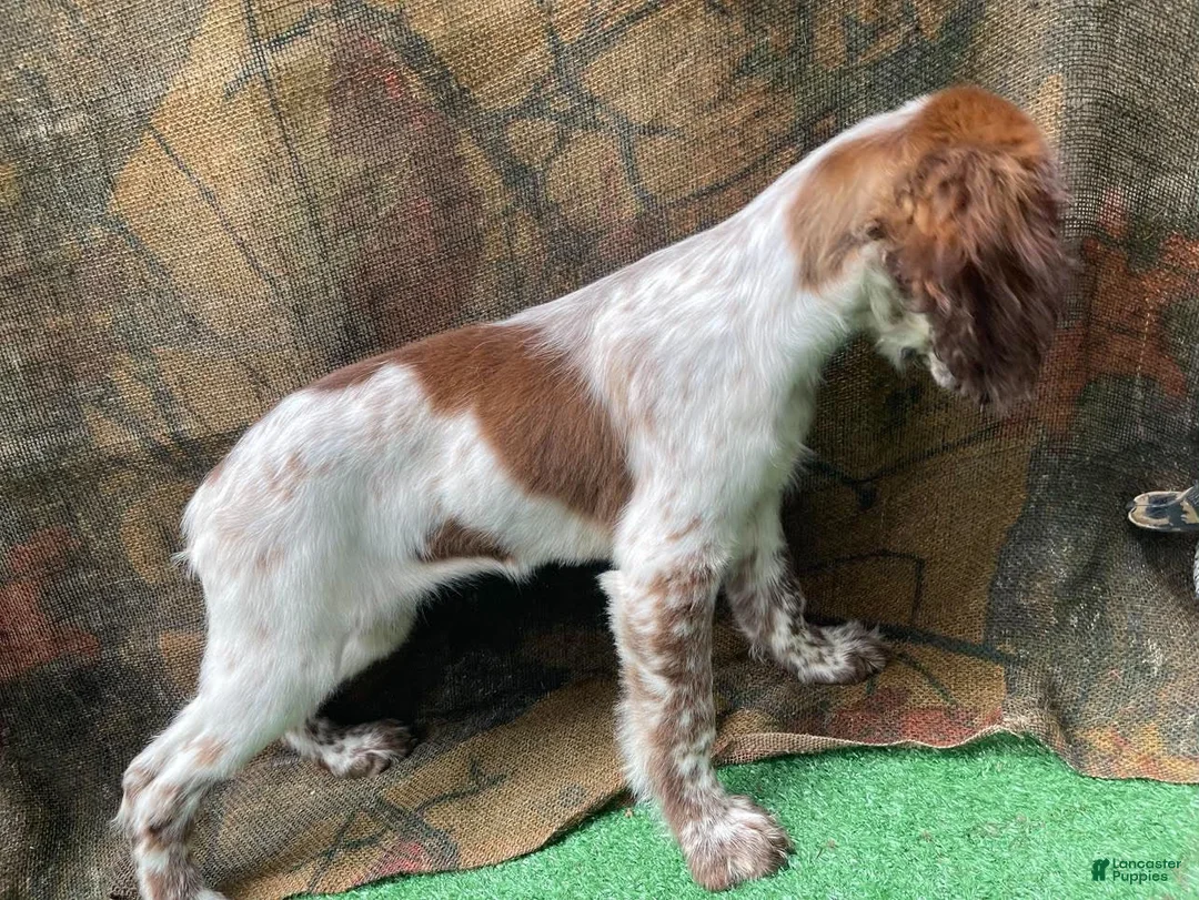 English Springer Spaniel dogs for sale: Cove - Ad 2