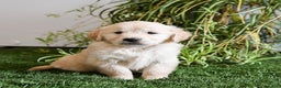 Golden Retriever dogs for sale: Mistletoe - Ad 3