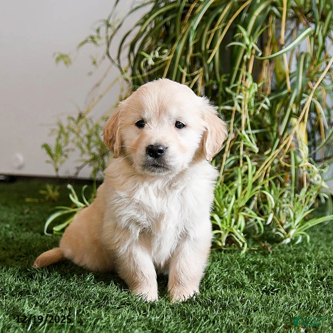 Golden Retriever dogs for sale: Mistletoe - Ad 3