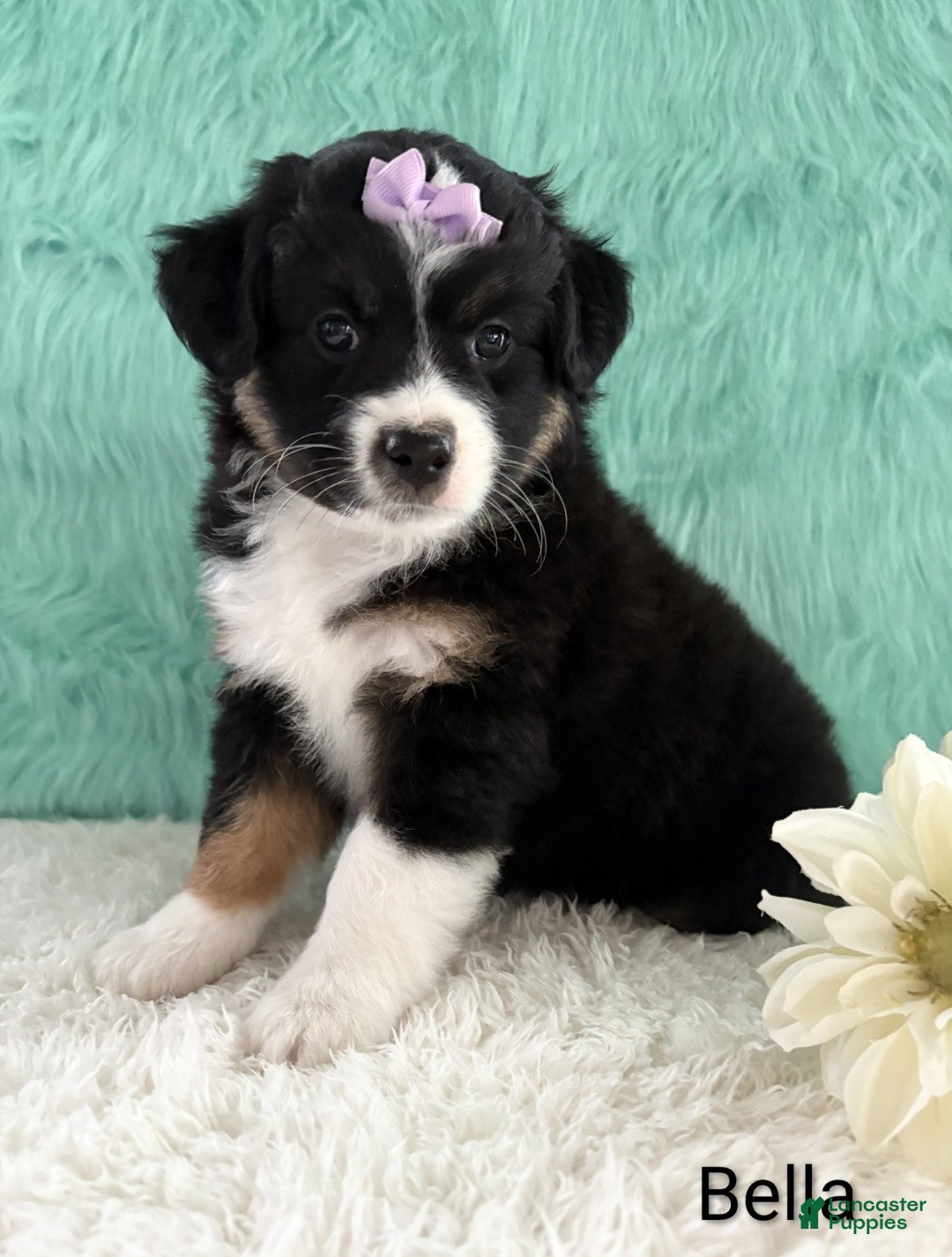 Miniature Australian Shepherd dogs for sale: Bella - Ad 3