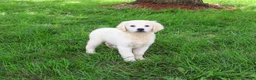 Golden Retriever dogs for sale: Twinkle - Ad 4
