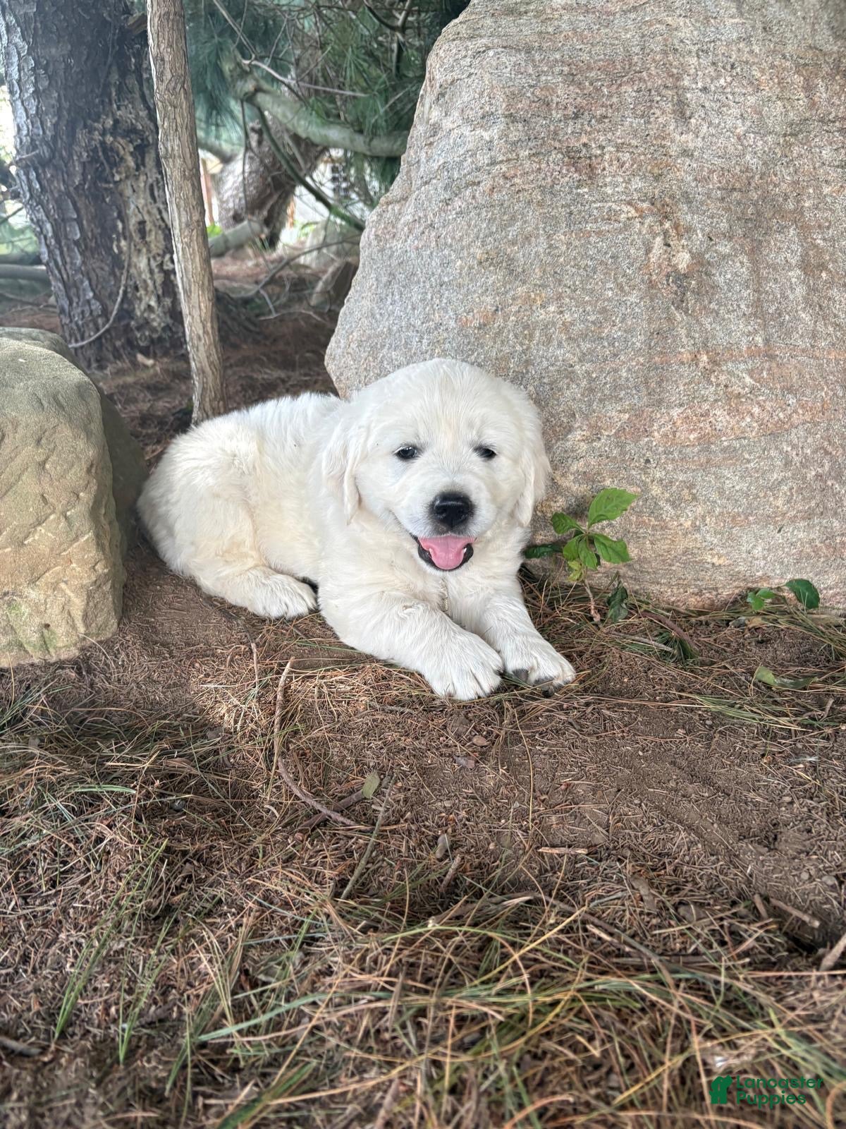 Golden Retriever dogs Otto - Ad 1