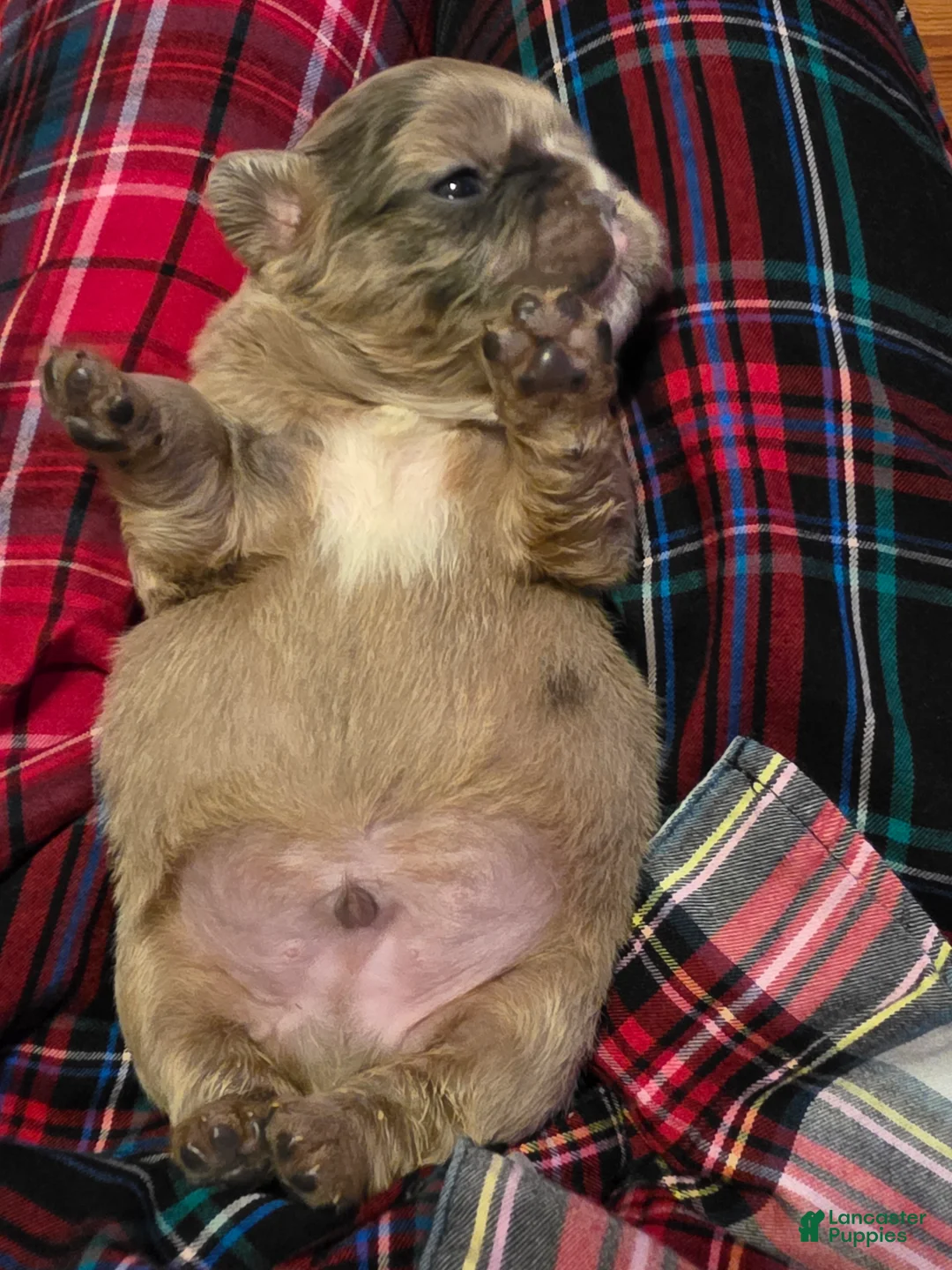 French Bulldog dogs for sale: Male 2 - Ad 2