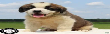 Malcolm - AKC Champion Bloodlines