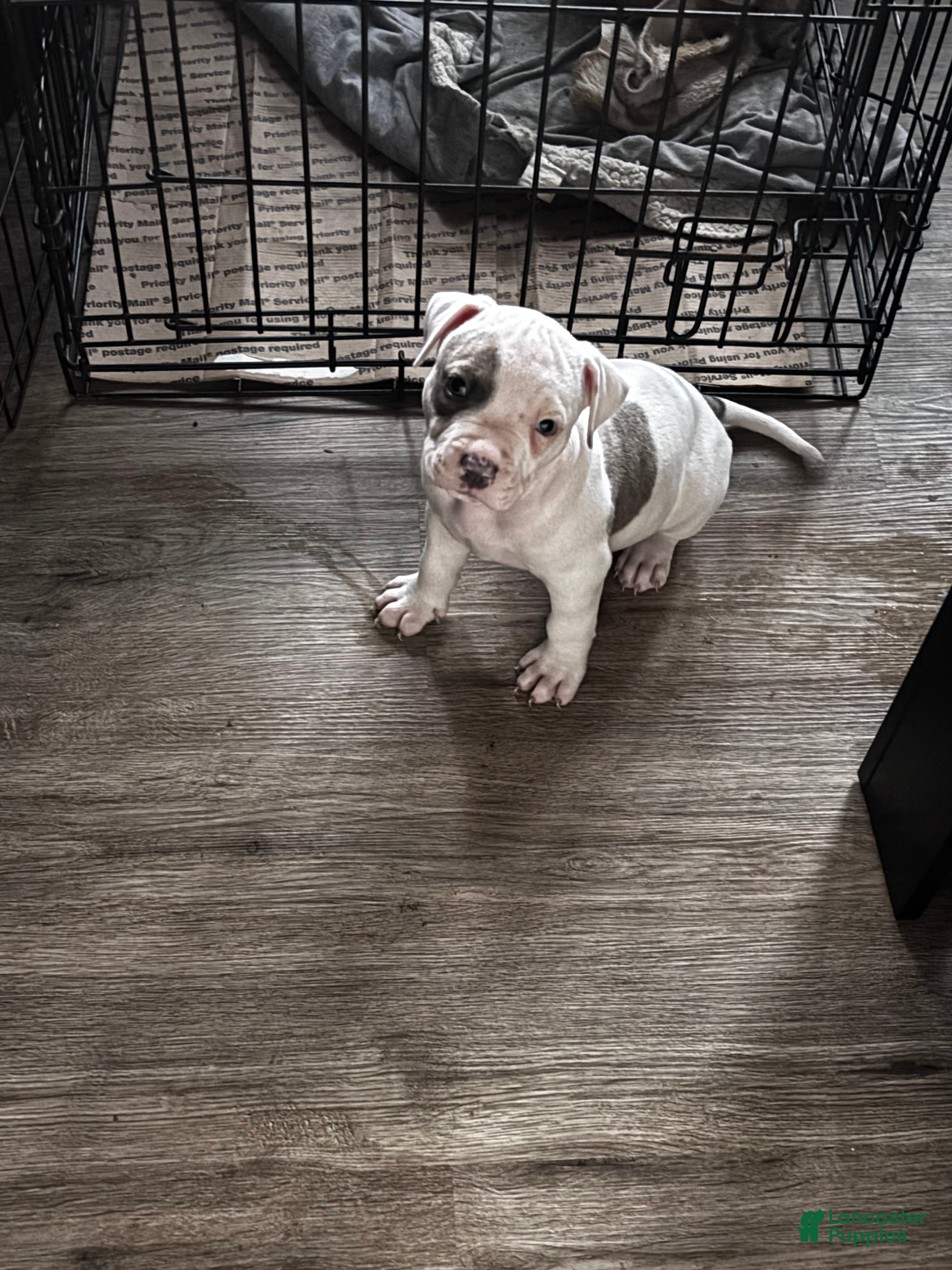 Mixed Breed dogs for sale: Mixed Breed 1 - Ad 28