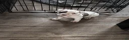 Mixed Breed dogs for sale: Mixed Breed 1 - Ad 1