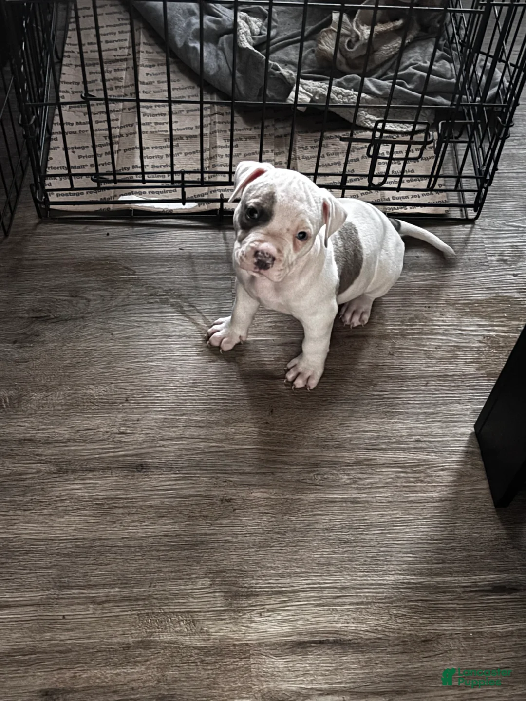 Mixed Breed dogs for sale: Mixed Breed 1 - Ad 1