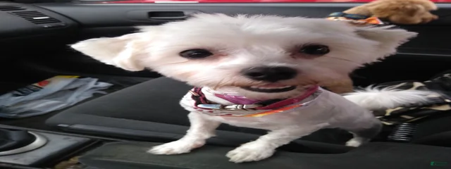 Cercei